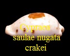 Cypraea saulae nugata crakei, Cate 1968